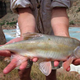 The Humpback Chub, in all its glory.